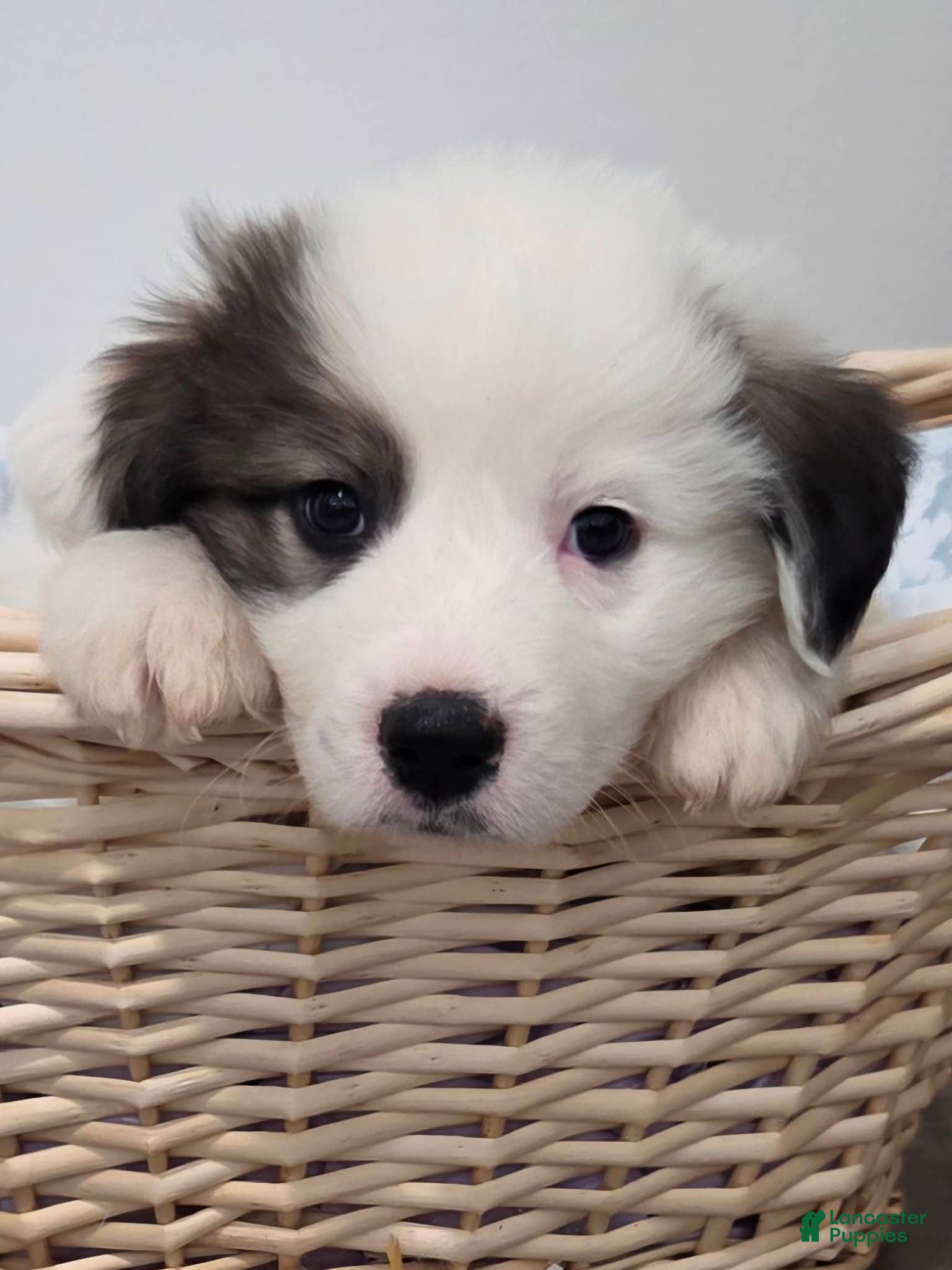 Great Pyrenees dogs Max - Ad 11