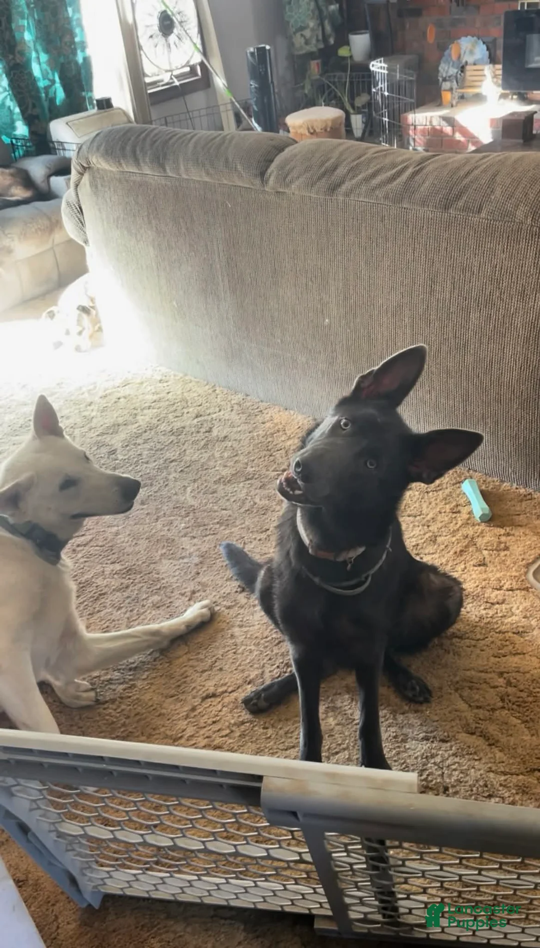German Shepherd dogs for sale: Male - Ad 4