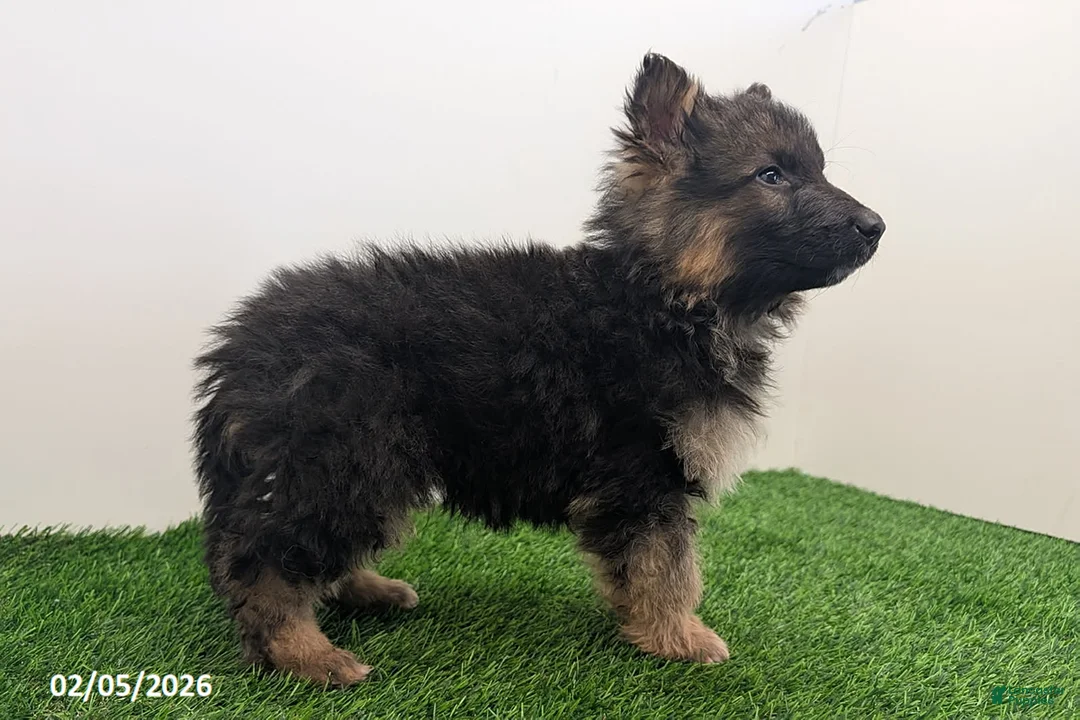 German Shepherd dogs for sale: Chase - Ad 4