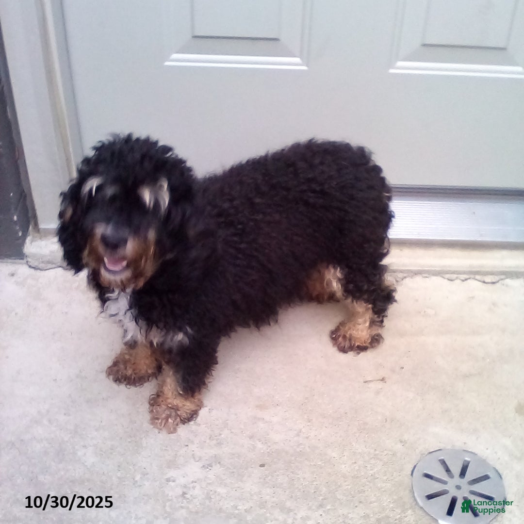 Yorkiepoo dogs for sale: Tyler - Ad 20