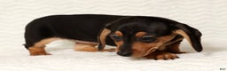 Miniature Dachshund dogs for sale: Emmy - Ad 4