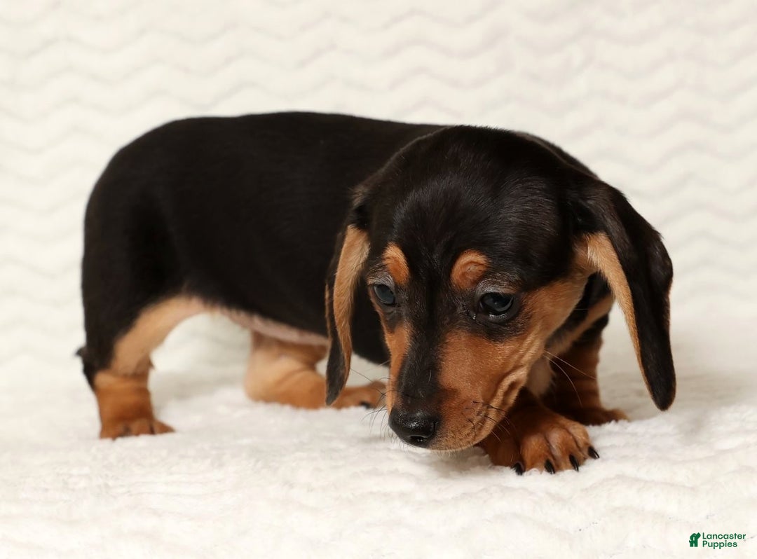 Miniature Dachshund dogs for sale: Emmy - Ad 4