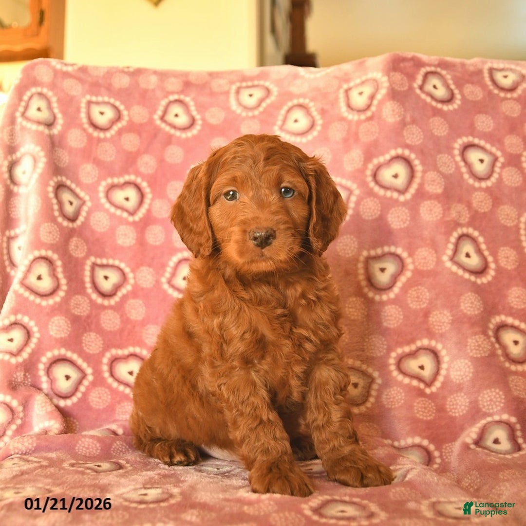 Cockapoo dogs for sale: Duke  - Ad 1