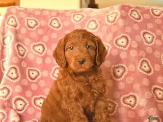 Cockapoo dogs Duke - Ad 39