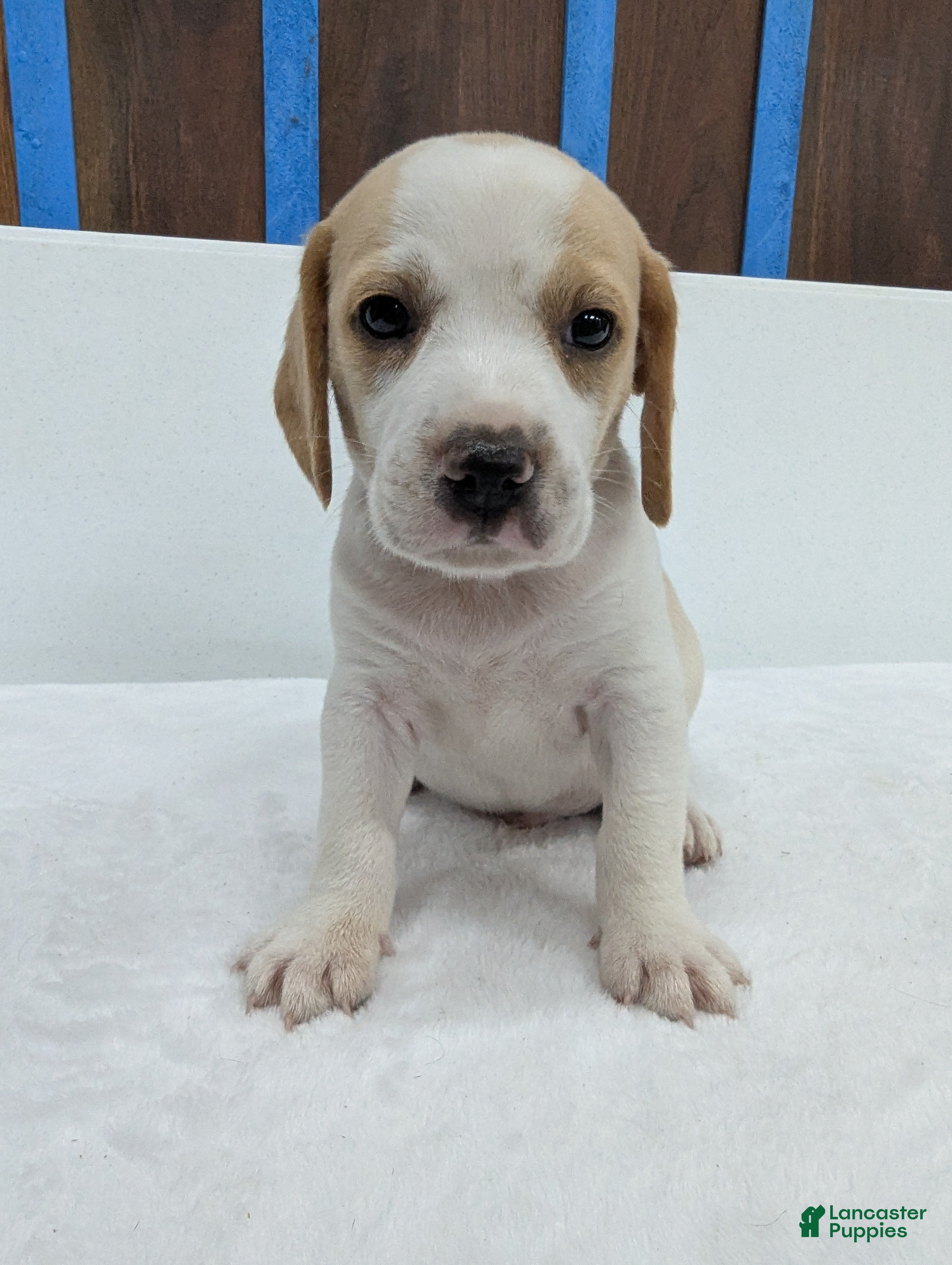 Beagle dogs Rusty  - Ad 2