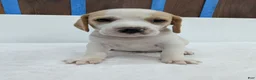 Beagle dogs for sale: Rusty  - Ad 3