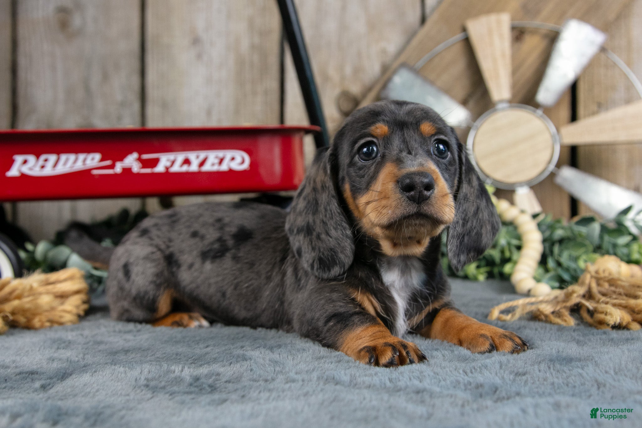 Miniature Dachshund dogs General - Ad 1