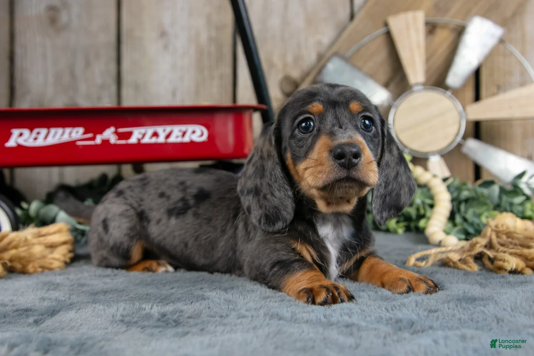 Miniature Dachshund dogs for sale: General - Ad 1