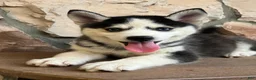 Pomsky dogs for sale: Chris - Ad 6