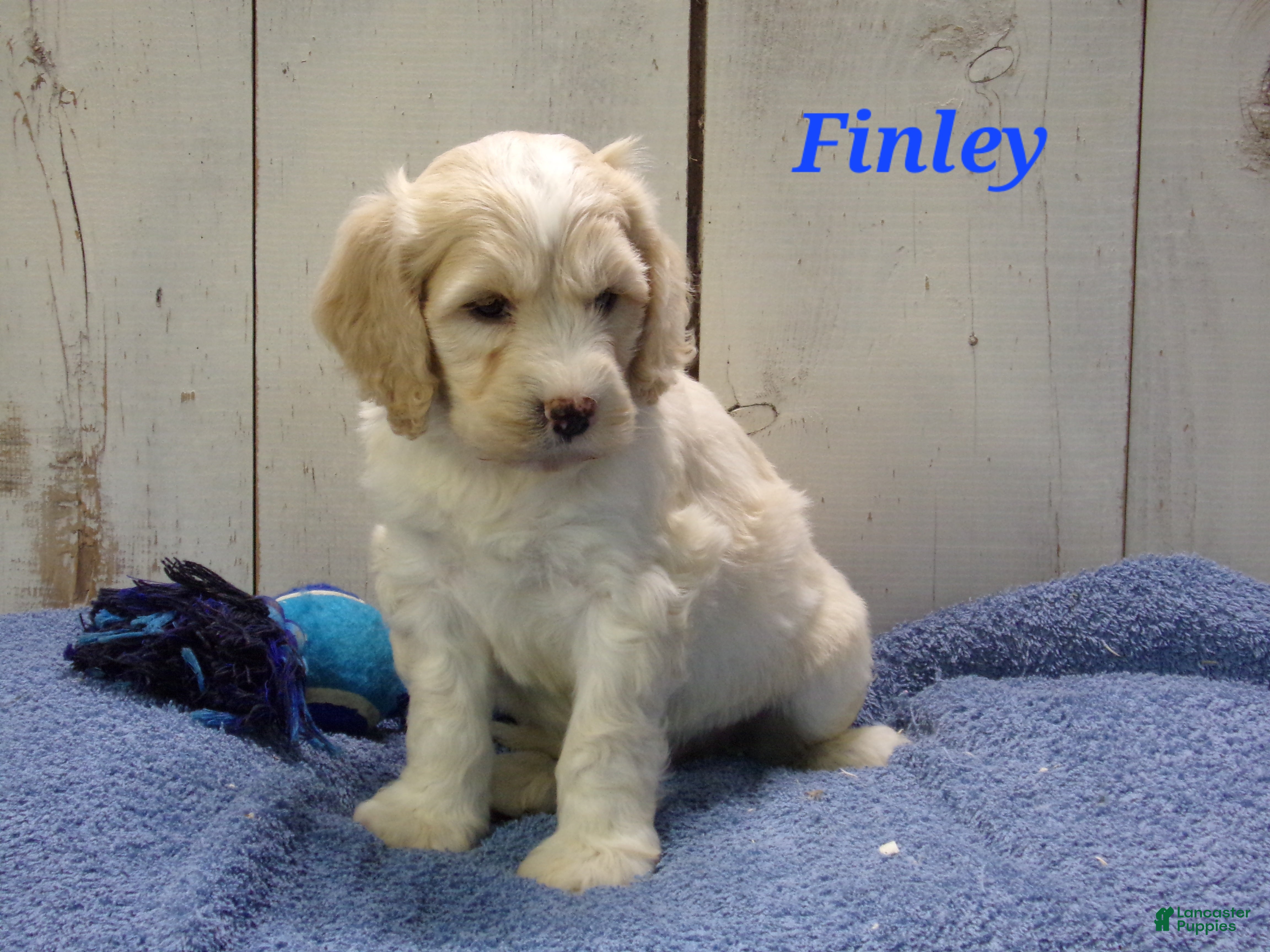 Cockapoo dogs Finley - Ad 2