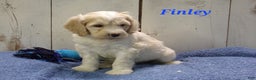 Cockapoo dogs for sale: Finley - Ad 1