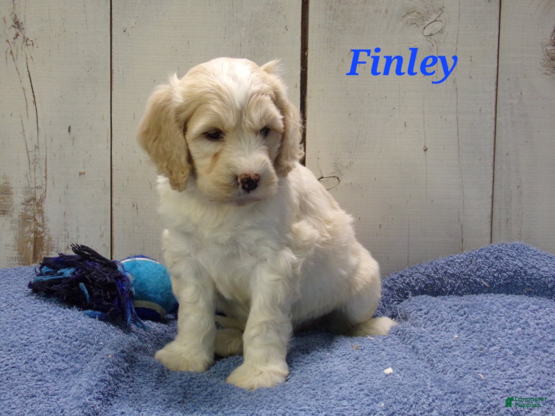 Cockapoo dogs for sale: Finley - Ad 1
