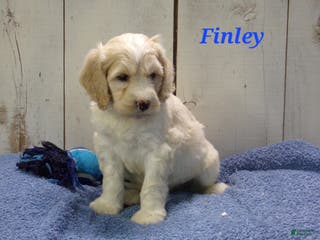 Cockapoo dogs Finley - Ad 39
