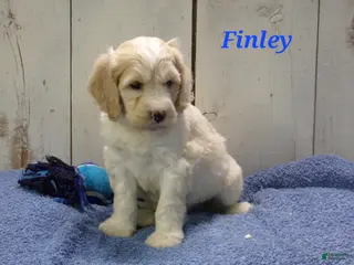 Cockapoo dogs Finley - Ad 11