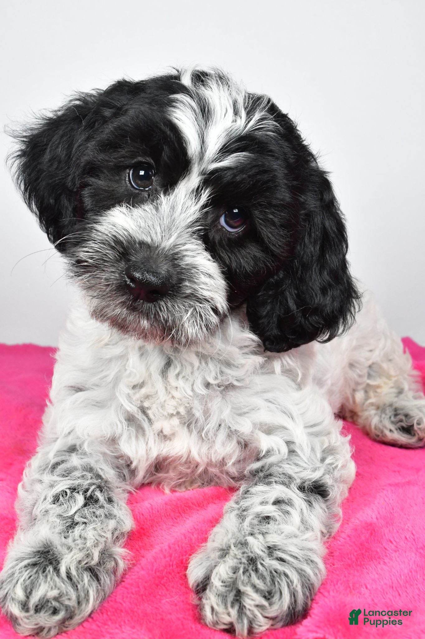 Cockapoo dogs Faith - Ad 1