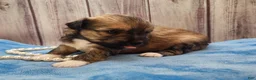 Mixed Breed dogs for sale: Nina - Ad 10