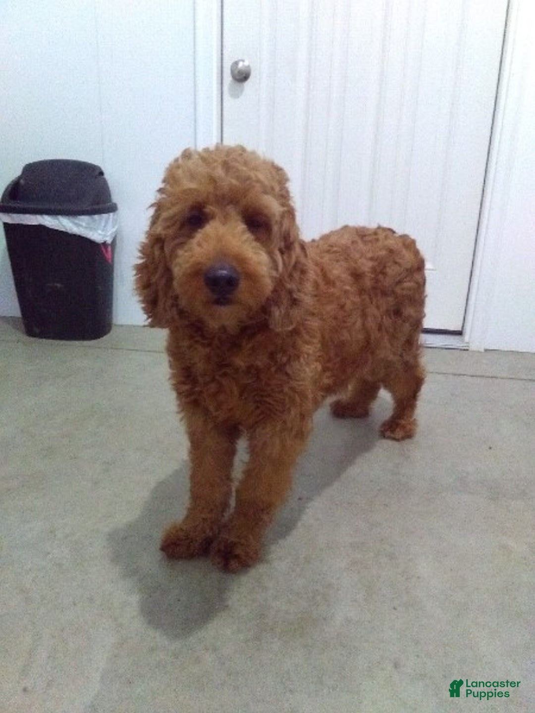 Mini Goldendoodle dogs for sale: Callie - Ad 9