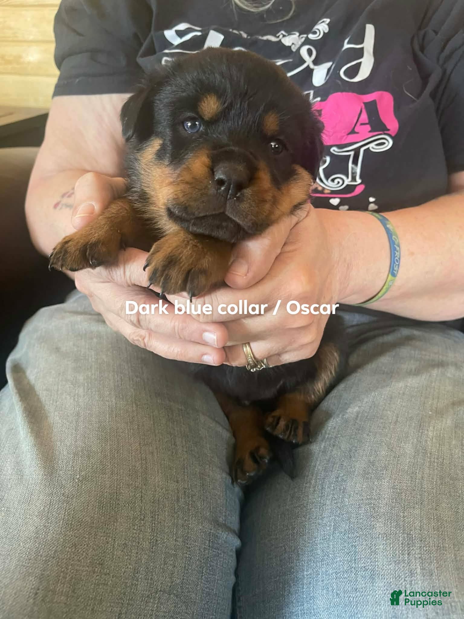 Rottweiler dogs Rottweiler Puppy 6 Corah - Ad 1
