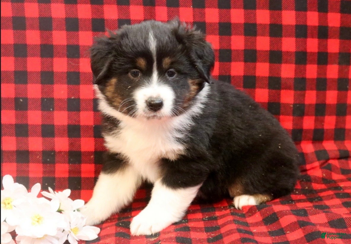Miniature Australian Shepherd dogs Lincoln - Ad 1