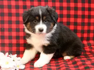 Miniature Australian Shepherd dogs for sale: Lincoln - Ad 3