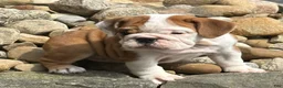 English Bulldog dogs for sale: Luna - Ad 4