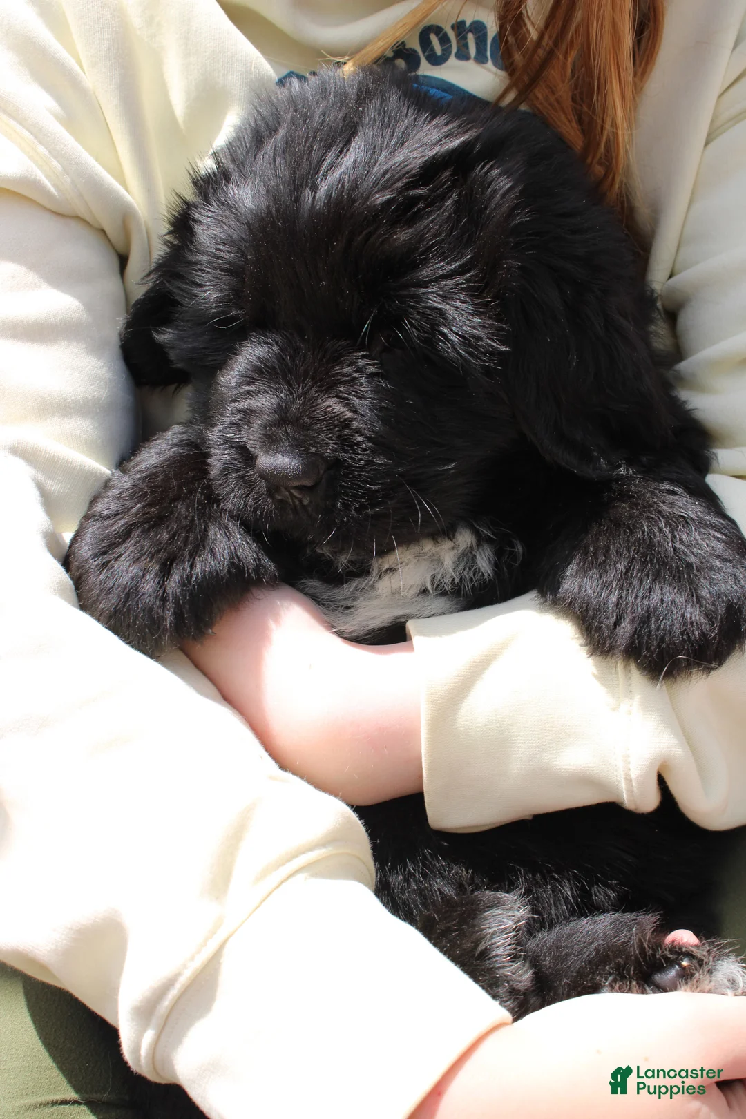 Newfoundland dogs for sale: Skeeter - Ad 2