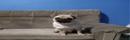 Pug dogs for sale: Ace - Ad 8