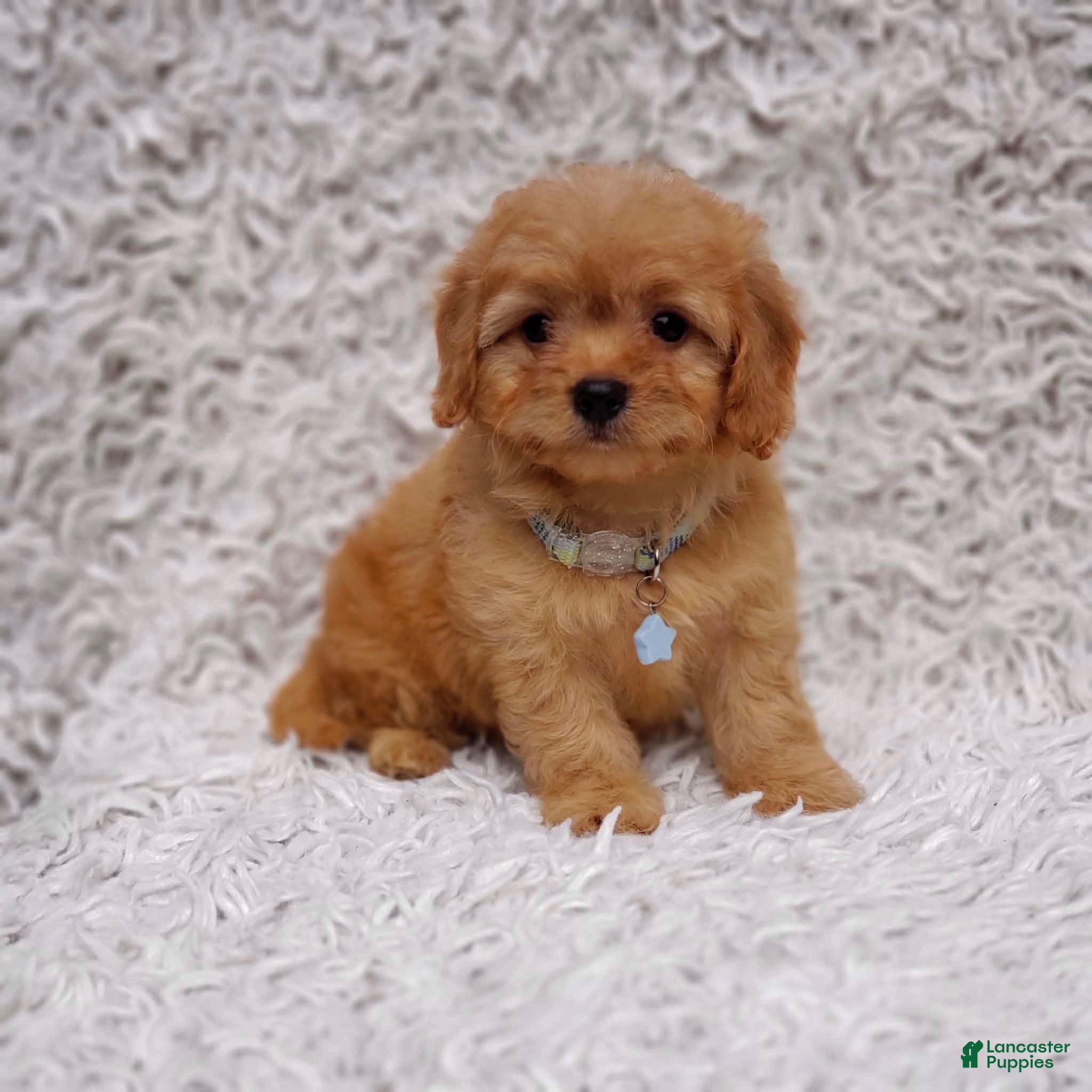 Cavapoo dogs Liam - Ad 21