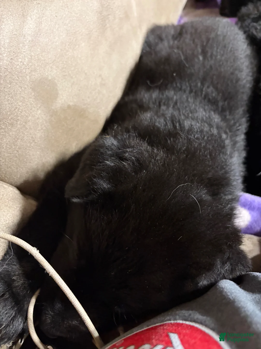 German Shepherd dogs for sale: German Shepherd Puppy 2 - Ad 11