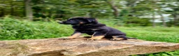German Shepherd dogs for sale:  Tar - Ad 7