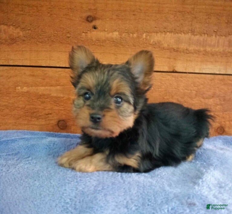 Yorkshire Terrier dogs Luna - Ad 1