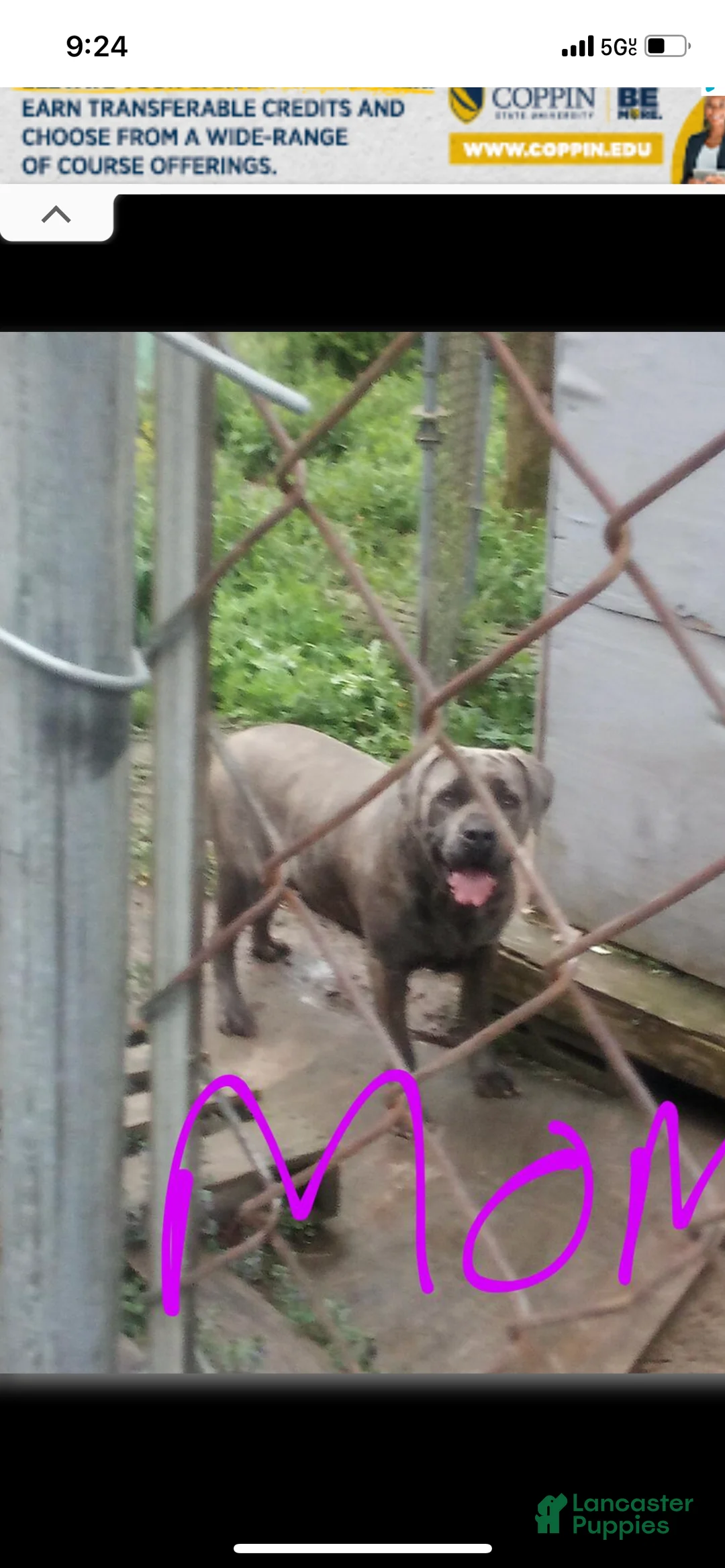 Cane Corso dogs for sale: Cane Corso Puppy 1 - Ad 2