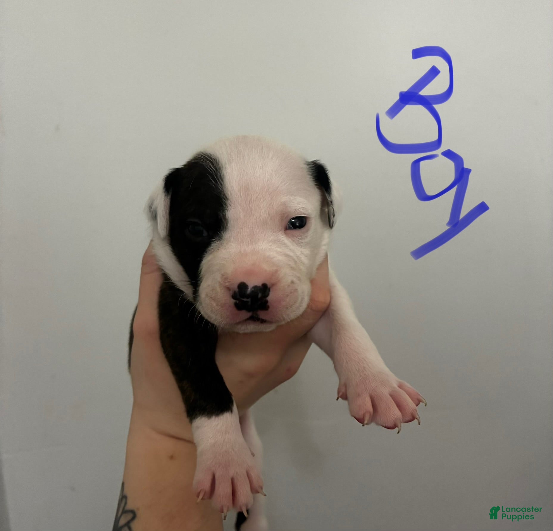 American Staffordshire Terrier dogs American Staffordshire Terrier 1 - Ad 16