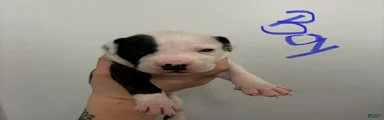 American Staffordshire Terrier 1