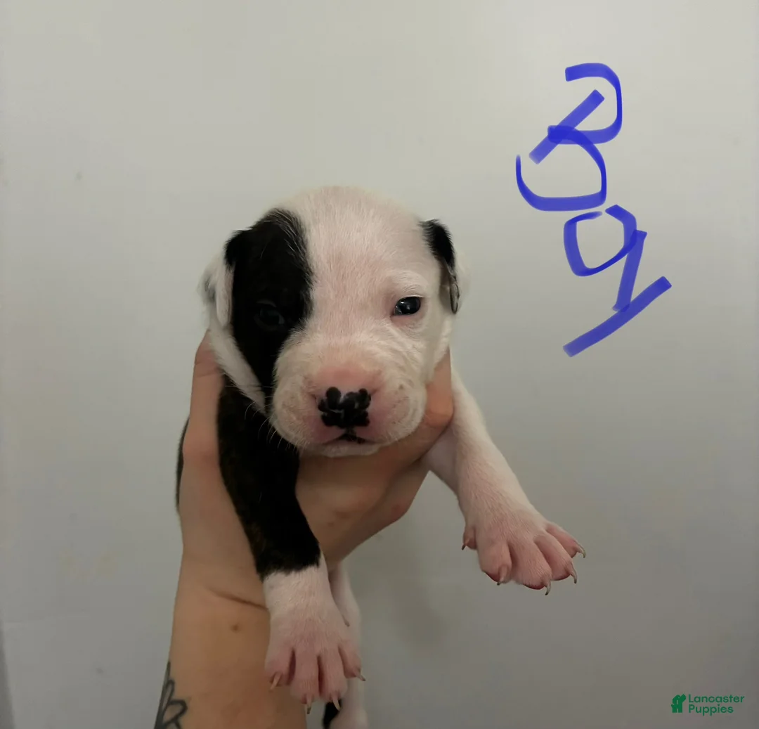 American Staffordshire Terrier dogs for sale: American Staffordshire Terrier 1 - Ad 1