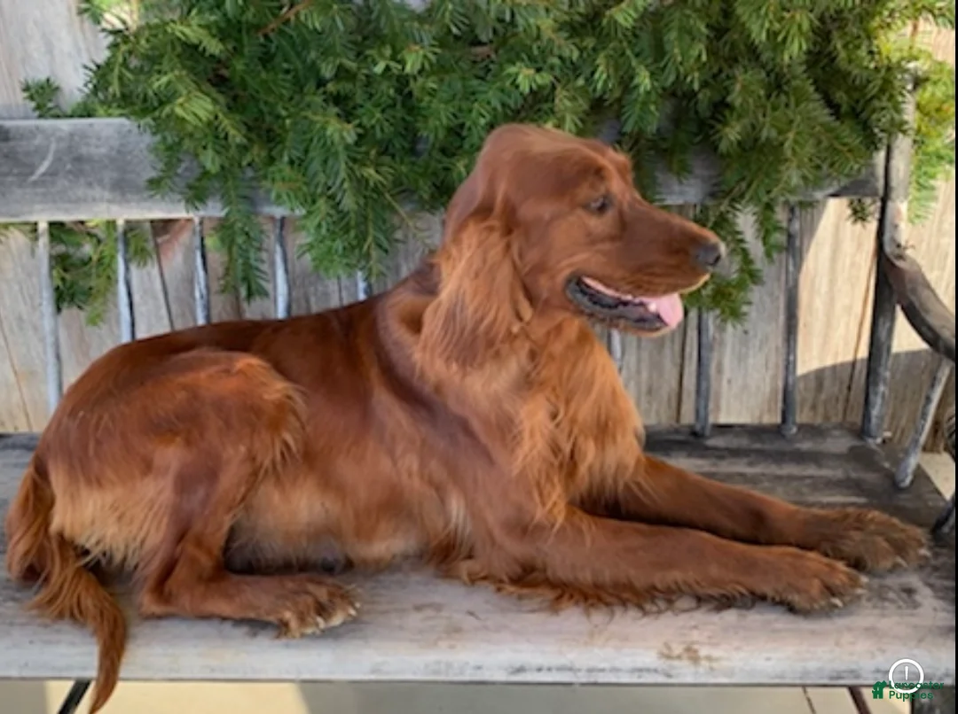 Irish Doodle dogs for sale: Isabella  - Ad 19