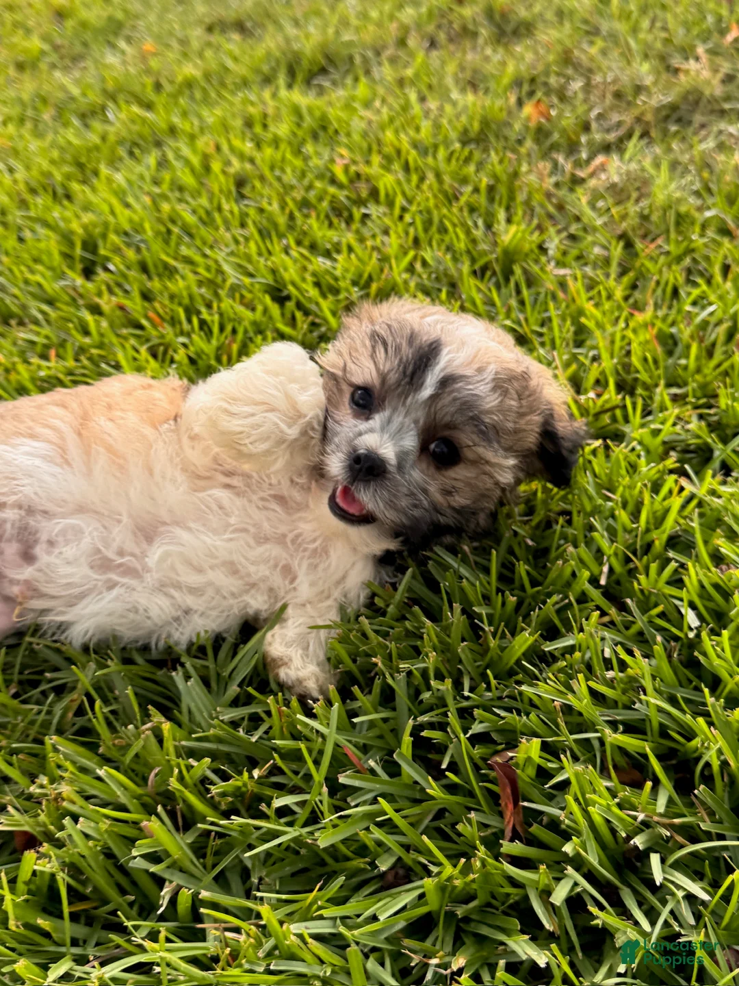 Malshi dogs for sale: Malshi 4 - Ad 2