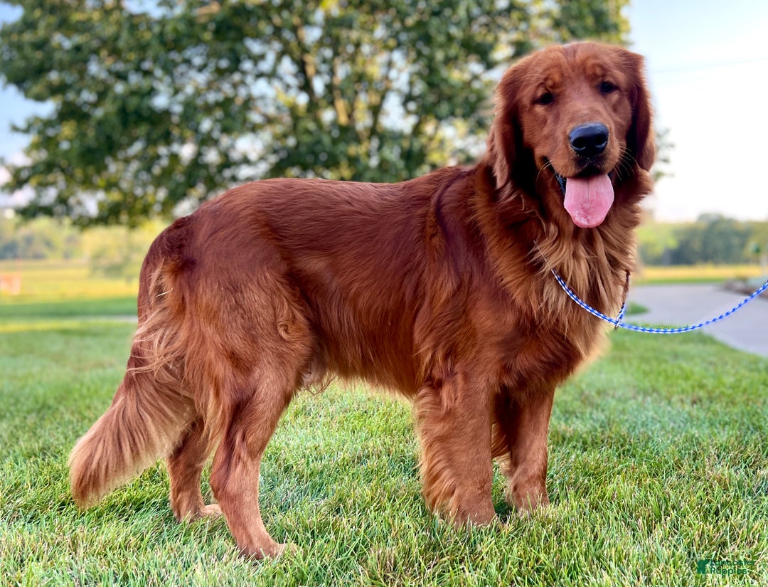 Golden Retriever dogs for sale: Curly - Ad 12