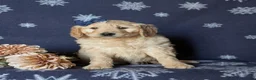 Goldendoodle dogs for sale: Faith Standard size Hypoallergenic - Ad 2