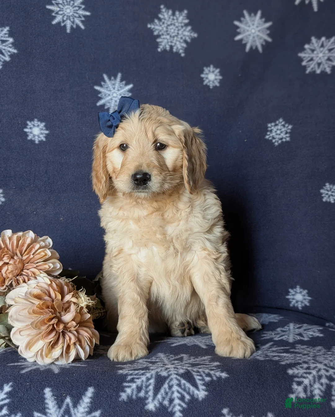 Goldendoodle dogs for sale: Faith Standard size Hypoallergenic - Ad 2