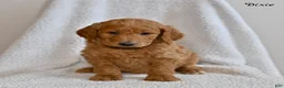Goldendoodle dogs for sale: Dixie  - Ad 4
