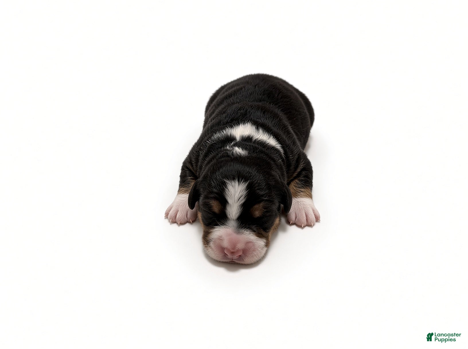 Bernedoodle dogs Clover - Ad 1