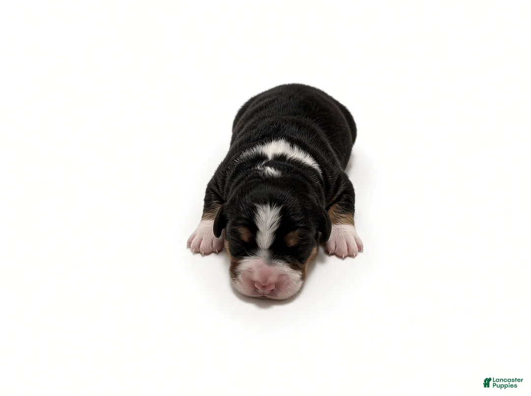Bernedoodle dogs for sale: Clover - Ad 1