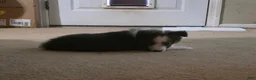 Shetland Sheepdog dogs for sale: Azrael  - Ad 2