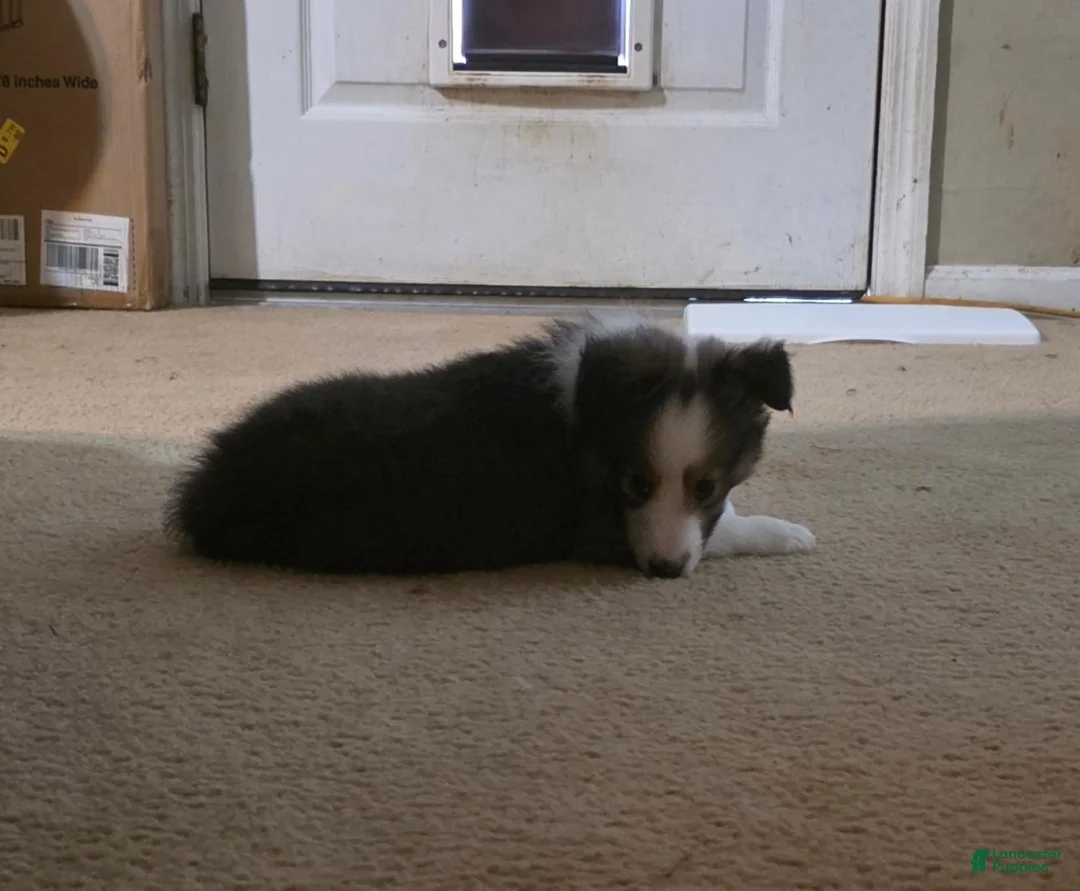 Shetland Sheepdog dogs for sale: Azrael  - Ad 2