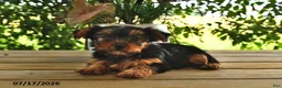 Yorkshire Terrier dogs for sale: Buttercup - Ad 1