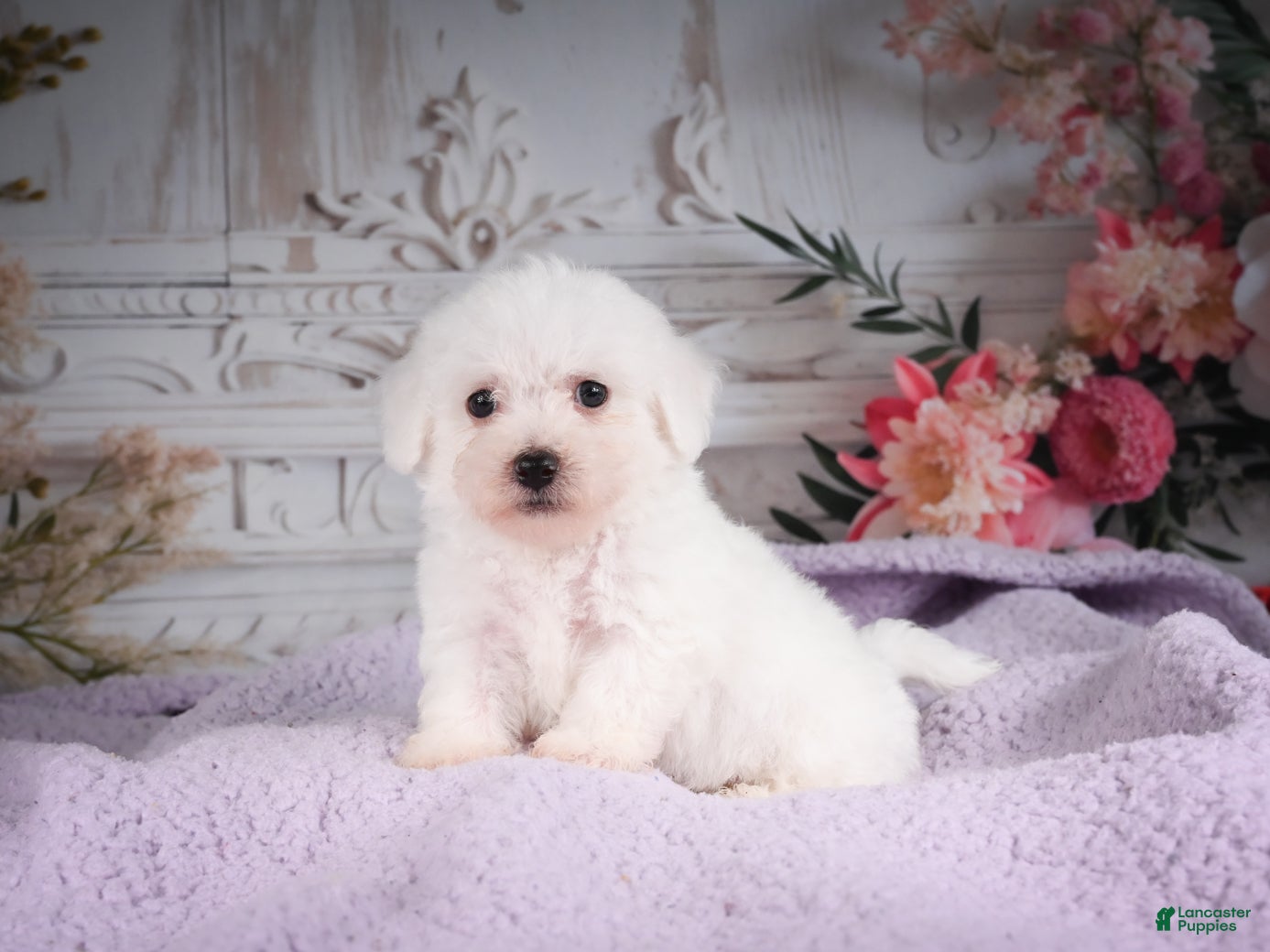 Bichon Frise dogs AKC-Ricky - Ad 2