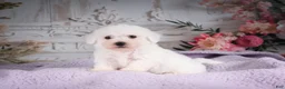 Bichon Frise dogs for sale: AKC-Ricky - Ad 2