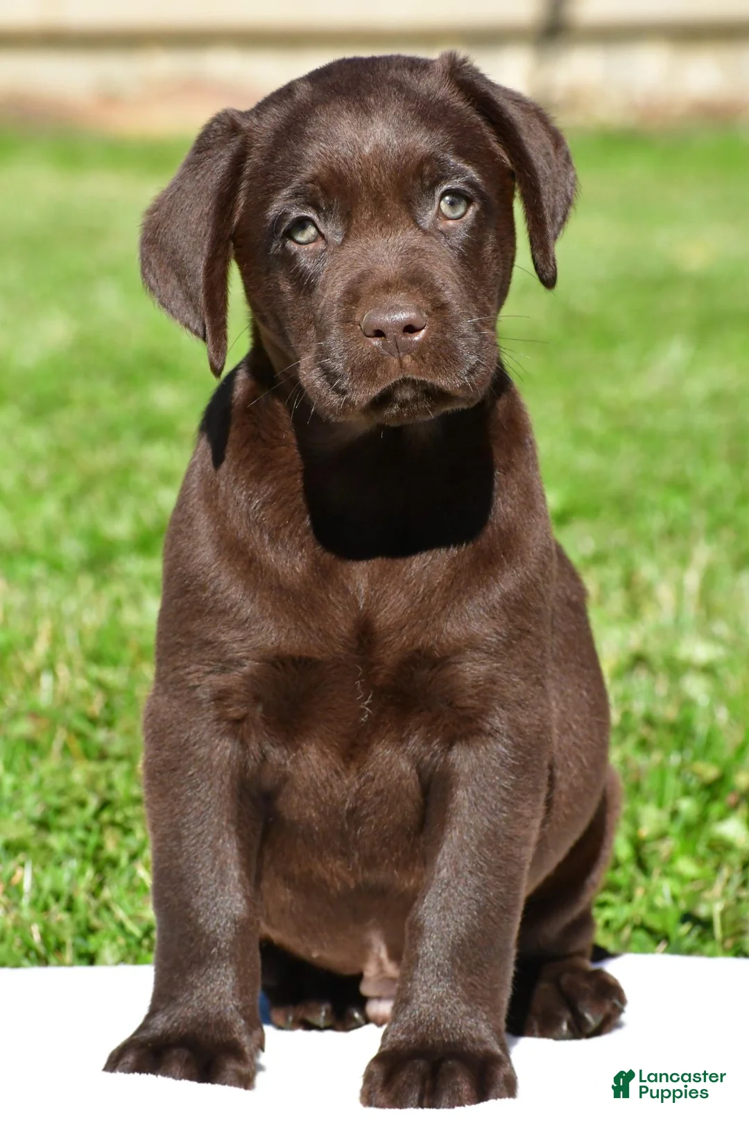 Labrador Retriever dogs for sale: Charles - Ad 2