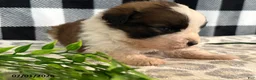 Saint Bernard dogs for sale: Ranger - Ad 3